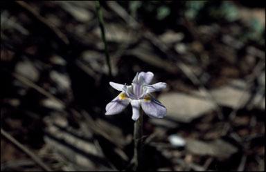 APII jpeg image of Gynandriris setifolia  © contact APII