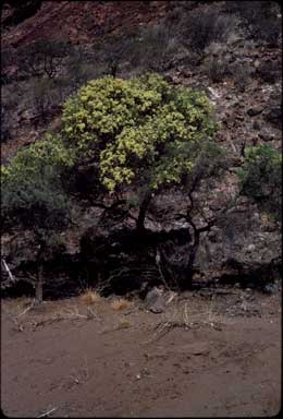 APII jpeg image of Acacia victoriae  © contact APII