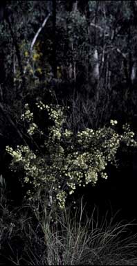 APII jpeg image of Acacia genistifolia  © contact APII