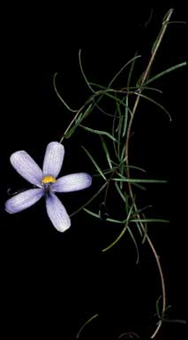APII jpeg image of Cheiranthera planifolia  © contact APII