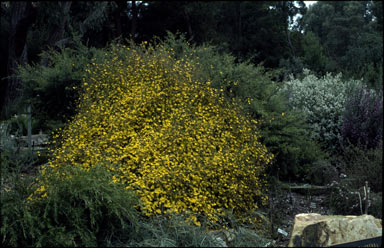 APII jpeg image of Hibbertia empetrifolia  © contact APII