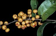 Celastrus australis
