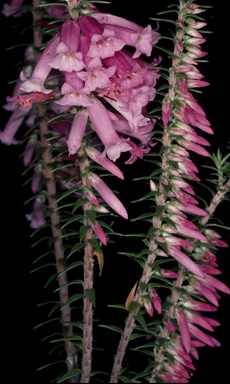 APII jpeg image of Epacris impressa  © contact APII