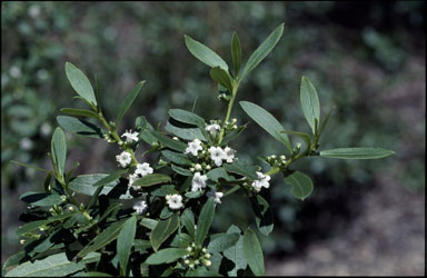 APII jpeg image of Myoporum gracile  © contact APII