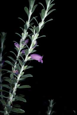 APII jpeg image of Eremophila resinosa  © contact APII