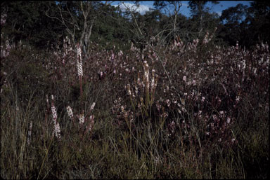 APII jpeg image of Epacris purpurascens var. purpurascens  © contact APII