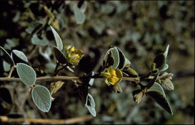 APII jpeg image of Cajanus latisepalus  © contact APII