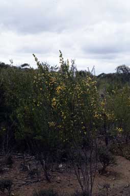 APII jpeg image of Pultenaea viscidula  © contact APII