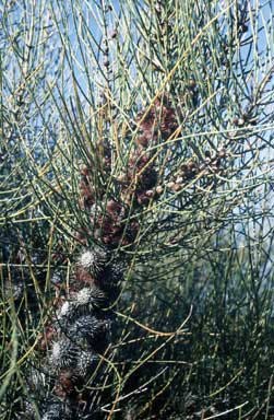 APII jpeg image of Allocasuarina corniculata  © contact APII