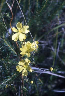 APII jpeg image of Hibbertia cistiflora  © contact APII