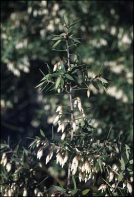 APII jpeg image of Leucopogon setiger  © contact APII