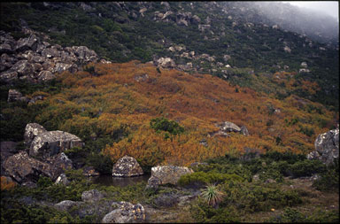 APII jpeg image of Nothofagus gunnii  © contact APII