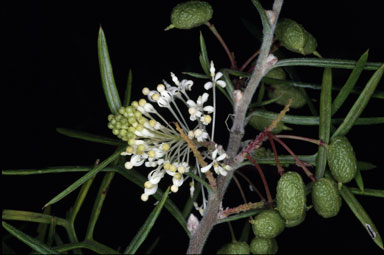 APII jpeg image of Grevillea triloba  © contact APII