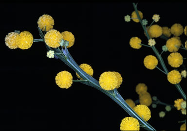 APII jpeg image of Acacia applanata  © contact APII