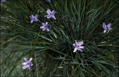 APII jpeg image of Agrostocrinum scabrum subsp. scabrum  © contact APII