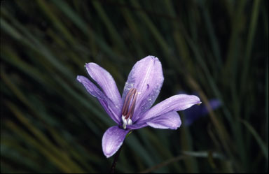 APII jpeg image of Agrostocrinum scabrum subsp. scabrum  © contact APII