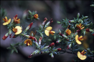 APII jpeg image of Eutaxia microphylla  © contact APII