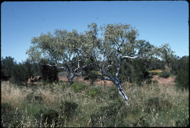 APII jpeg image of Eucalyptus victrix  © contact APII