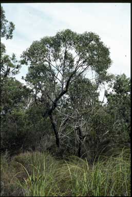 APII jpeg image of Eucalyptus conglomerata  © contact APII