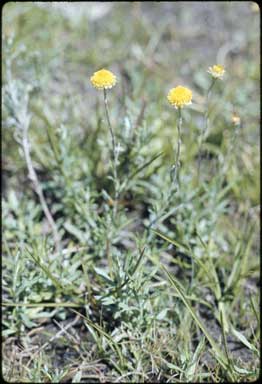 APII jpeg image of Helichrysum scorpioides  © contact APII