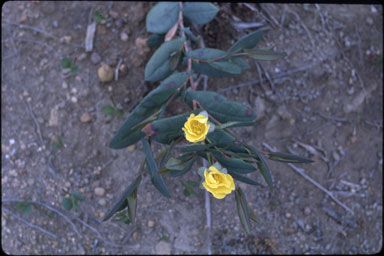 APII jpeg image of Hibbertia amplexicaulis  © contact APII