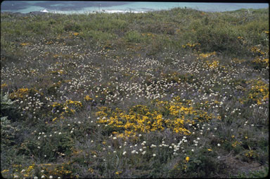 APII jpeg image of Acacia pulchella  © contact APII