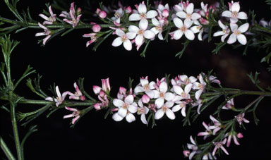 APII jpeg image of Boronia anemonifolia subsp. anemonifolia  © contact APII