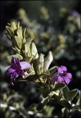 APII jpeg image of Eremophila mackinlayi  © contact APII