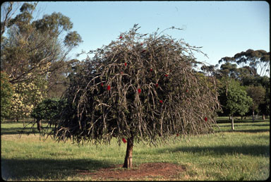 APII jpeg image of Callistemon linearis  © contact APII