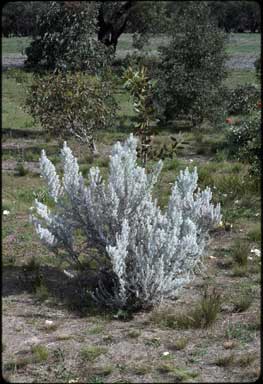 APII jpeg image of Ozothamnus turbinatus  © contact APII