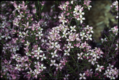 APII jpeg image of Boronia deanei subsp. acutifolia  © contact APII