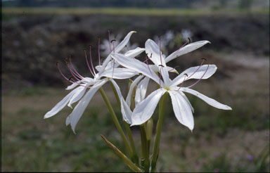 APII jpeg image of Crinum brisbanicum  © contact APII