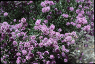 APII jpeg image of Kunzea obovata  © contact APII