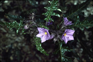 APII jpeg image of Solanum cinereum  © contact APII