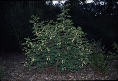 APII jpeg image of Paraserianthes lophantha subsp. lophantha  © contact APII