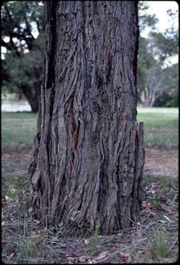 APII jpeg image of Angophora floribunda  © contact APII