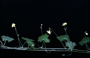 APII jpeg image of Cucumis umbellatus  © contact APII