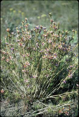 APII jpeg image of Calectasia grandiflora  © contact APII