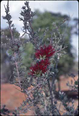 APII jpeg image of Beaufortia macrostemon  © contact APII