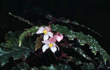 APII jpeg image of Begonia serratipetala  © contact APII