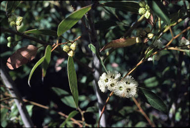 APII jpeg image of Eucalyptus calcicola  © contact APII