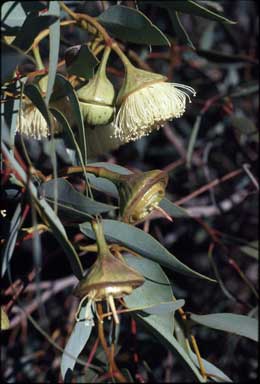 APII jpeg image of Eucalyptus pyriformis  © contact APII