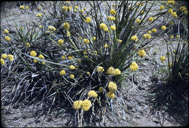 APII jpeg image of Conostylis aculeata  © contact APII