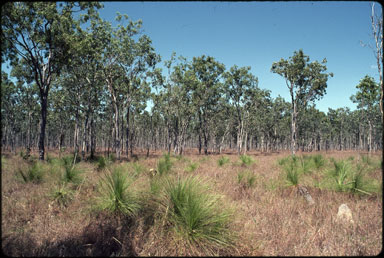 APII jpeg image of Melaleuca viridiflora,<br/>Xanthorrhoea johnsonii  © contact APII