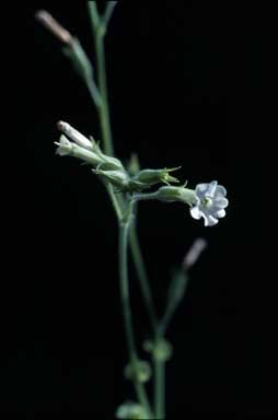 APII jpeg image of Nicotiana occidentalis subsp. hesperis  © contact APII