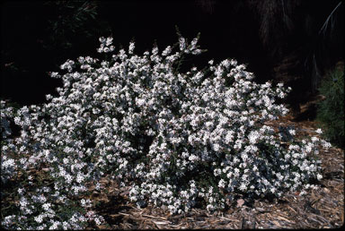 APII jpeg image of Eriostemon scaber subsp. latifolius  © contact APII