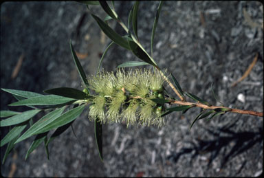 APII jpeg image of Callistemon formosus  © contact APII