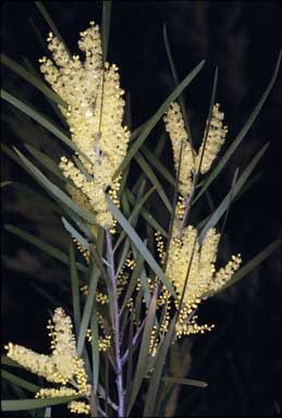 APII jpeg image of Acacia floribunda  © contact APII