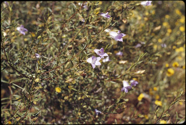 APII jpeg image of Eremophila goodwinii  © contact APII