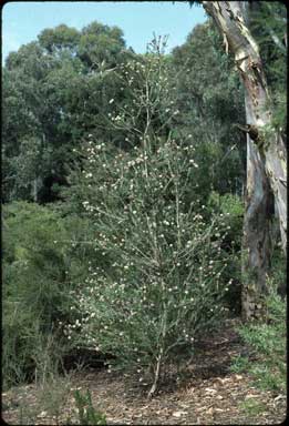 APII jpeg image of Melaleuca nesophila  © contact APII